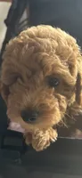 Francois, a female Miniature Goldendoodle for sale in Saint John, IN – 2 of 7