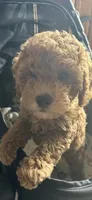 Vincent , a male Miniature Goldendoodle for sale in Saint John, IN – 10 of 10