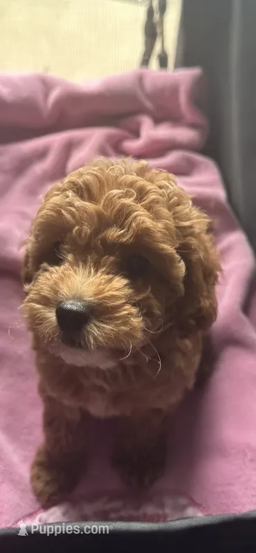 Anna – Miniature Goldendoodle puppy for sale in Saint John, IN