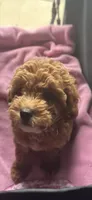 Anna, a female Miniature Goldendoodle for sale in Saint John, IN – 1 of 7
