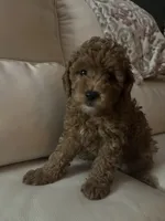 Boomer, a male Miniature Goldendoodle for sale in Saint John, IN – 10 of 10