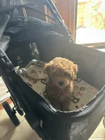Vincent, a male Miniature Goldendoodle for sale in Saint John, IN – 4 of 4