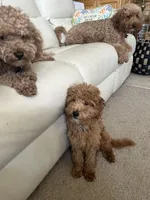 Boomer, a male Miniature Goldendoodle for sale in Saint John, IN – 2 of 10