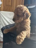 Francois, a female Miniature Goldendoodle for sale in Saint John, IN – 5 of 7