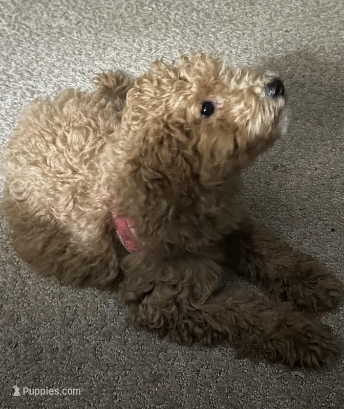 Penny  – Miniature Goldendoodle puppy for sale in Saint John, IN