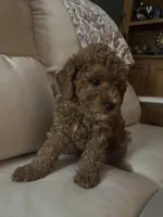 Phaedra, a female Miniature Goldendoodle for sale in Saint John, IN – Photo 3 of 5