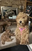 Penny , a female Miniature Goldendoodle for sale in Saint John, IN – Photo 8 of 10
