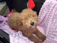 Penny , a female Miniature Goldendoodle for sale in Saint John, IN – Photo 9 of 10