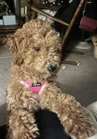 Penny , a female Miniature Goldendoodle for sale in Saint John, IN – Photo 7 of 10