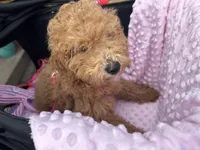 Penny , a female Miniature Goldendoodle for sale in Saint John, IN – Photo 10 of 10