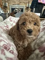 Ginger, a female Miniature Goldendoodle for sale in Saint John, IN – 8 of 10