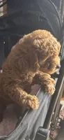 Francois, a female Miniature Goldendoodle for sale in Saint John, IN – 3 of 7