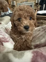 Ginger, a female Miniature Goldendoodle for sale in Saint John, IN – 9 of 10