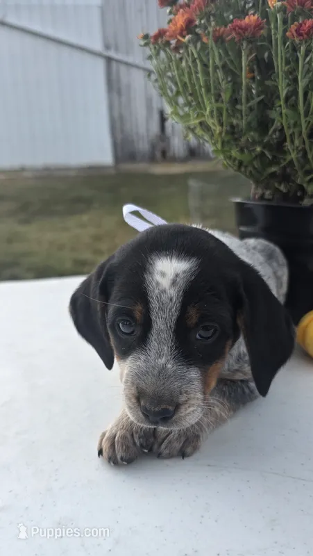 Luna – Australian Cattle Dog puppy for sale in Horse Cave, KY