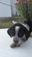Luna, a female Australian Cattle Dog for sale in Horse Cave, KY – 1 of 9