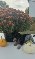 Zoey, a female Australian Cattle Dog for sale in Horse Cave, KY – 5 of 6