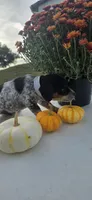 Scout, a male Australian Cattle Dog for sale in Horse Cave, KY – 6 of 6