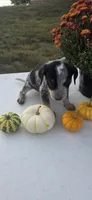 Buddy, a male Australian Cattle Dog for sale in Horse Cave, KY – 2 of 7