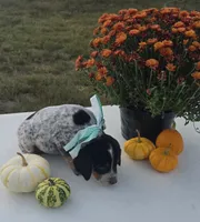 Toby, a male Australian Cattle Dog for sale in Horse Cave, KY – 6 of 6