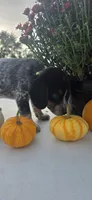 Buster, a male Australian Cattle Dog for sale in Horse Cave, KY – 2 of 5