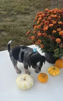Teddy, a male Australian Cattle Dog for sale in Horse Cave, KY – 3 of 5