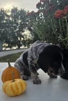 Nova, a female Australian Cattle Dog for sale in Horse Cave, KY – 5 of 7