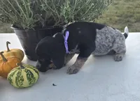 Zoey, a female Australian Cattle Dog for sale in Horse Cave, KY – 3 of 6