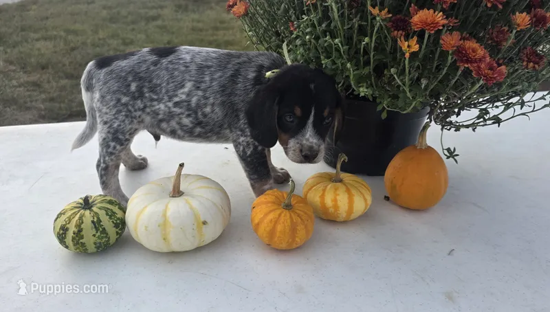 Buster – Australian Cattle Dog puppy for sale in Horse Cave, KY