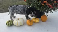 Buster, a male Australian Cattle Dog for sale in Horse Cave, KY – 1 of 5