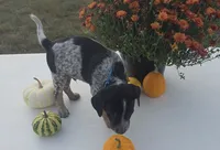 Ace, a male Australian Cattle Dog for sale in Horse Cave, KY – 1 of 6