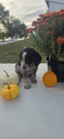 Luna, a female Australian Cattle Dog for sale in Horse Cave, KY – 4 of 9