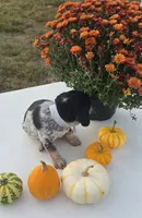 Scout, a male Australian Cattle Dog for sale in Horse Cave, KY – 4 of 6