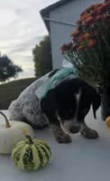Toby, a male Australian Cattle Dog for sale in Horse Cave, KY – 4 of 6