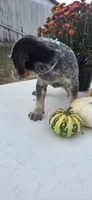 Buddy, a male Australian Cattle Dog for sale in Horse Cave, KY – 7 of 7