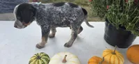 Buddy, a male Australian Cattle Dog for sale in Horse Cave, KY – 6 of 7