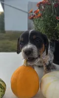 Scout, a male Australian Cattle Dog for sale in Horse Cave, KY – 1 of 6