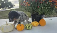 Max, a male Australian Cattle Dog for sale in Horse Cave, KY – 4 of 6