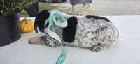 Toby, a male Australian Cattle Dog for sale in Horse Cave, KY – 5 of 6