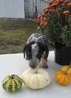Buddy, a male Australian Cattle Dog for sale in Horse Cave, KY – 4 of 7