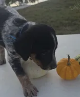 Ace, a male Australian Cattle Dog for sale in Horse Cave, KY – 2 of 6