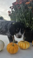 Buster, a male Australian Cattle Dog for sale in Horse Cave, KY – 3 of 5