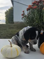 Luna, a female Australian Cattle Dog for sale in Horse Cave, KY – 7 of 9