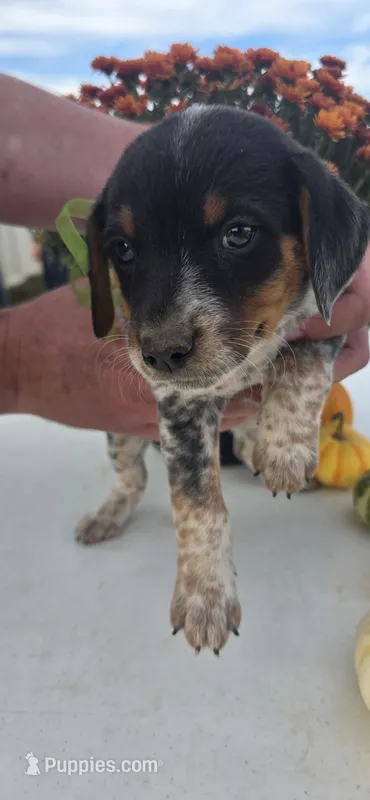 Max – Australian Cattle Dog puppy for sale in Horse Cave, KY