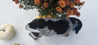 Ace, a male Australian Cattle Dog for sale in Horse Cave, KY – 6 of 6
