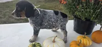 Buster, a male Australian Cattle Dog for sale in Horse Cave, KY – 4 of 5