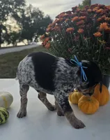 Ace, a male Australian Cattle Dog for sale in Horse Cave, KY – 3 of 6