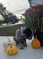 Luna, a female Australian Cattle Dog for sale in Horse Cave, KY – 6 of 9