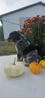 Teddy, a male Australian Cattle Dog for sale in Horse Cave, KY – 2 of 5
