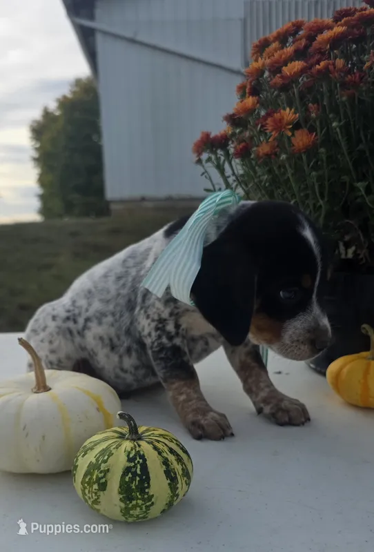 Toby – Australian Cattle Dog puppy for sale in Horse Cave, KY