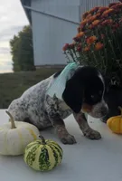 Toby, a male Australian Cattle Dog for sale in Horse Cave, KY – 1 of 6